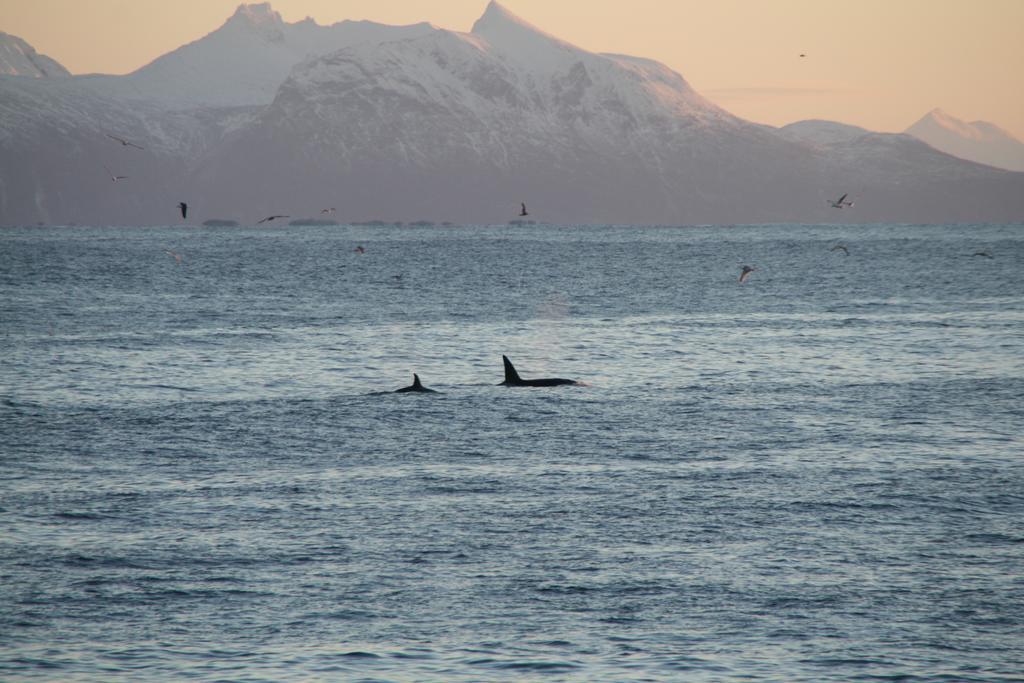 Sentralen Inn Andenes Bagian luar foto